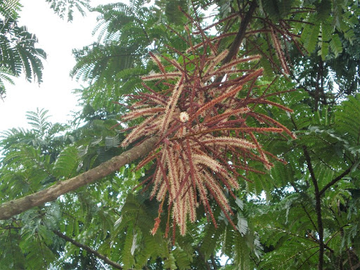 Pentaclethra macrophylla (African Oil Bean Tree)